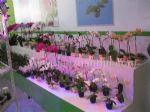 2014第十六届中国国际花卉园艺展览会展会图片